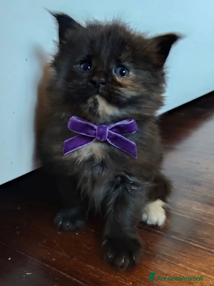 Maine Coon gatti Principessa Maine Coon  - Annuncio 1