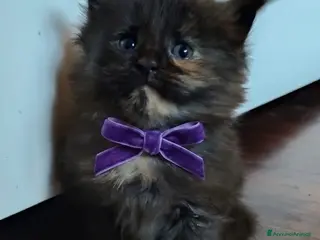 Maine Coon gatti Principessa Maine Coon - Annuncio 1