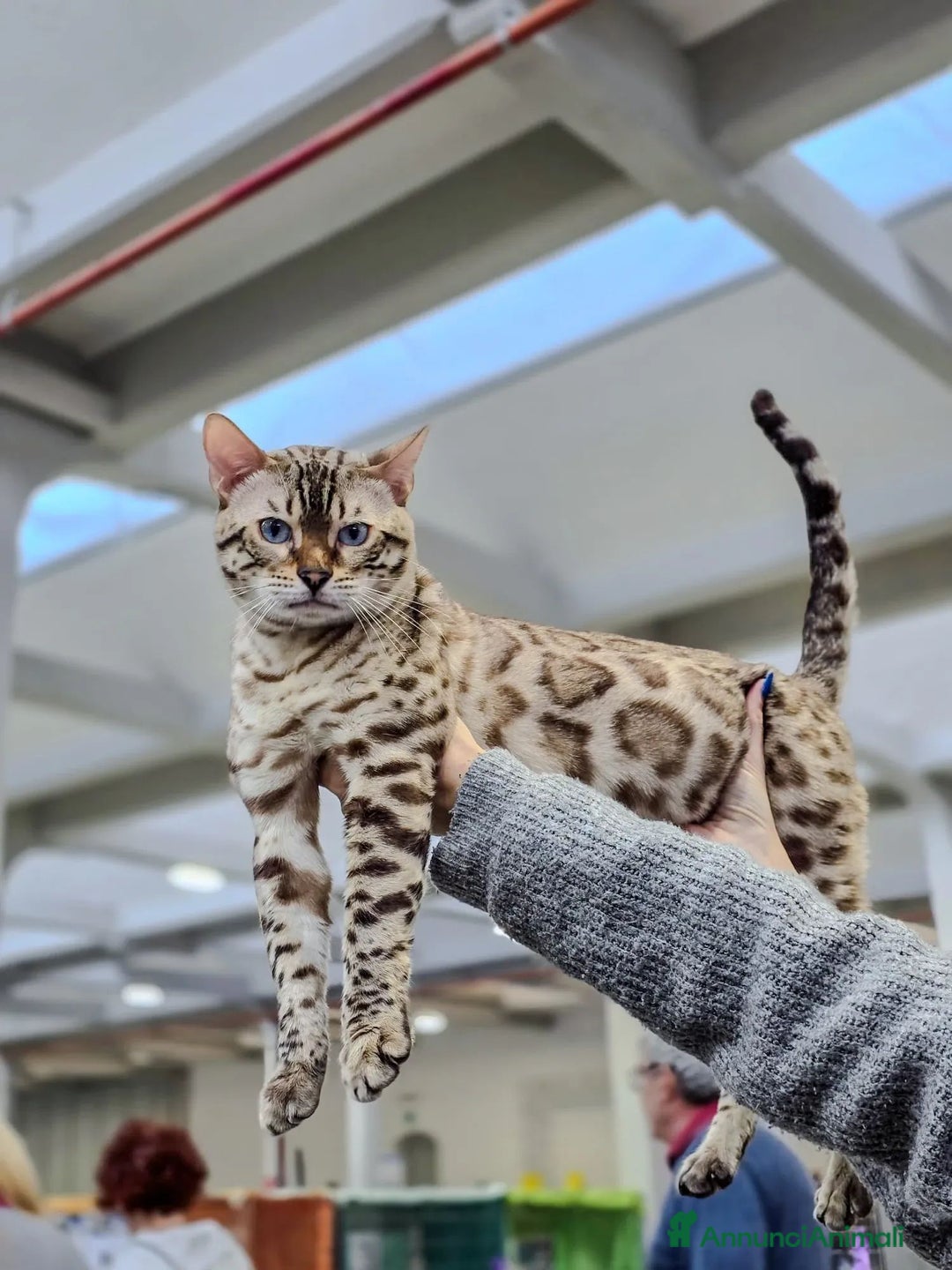 Bengala gatti in vendita: Cucciolo gatto bengala  - Annuncio 33