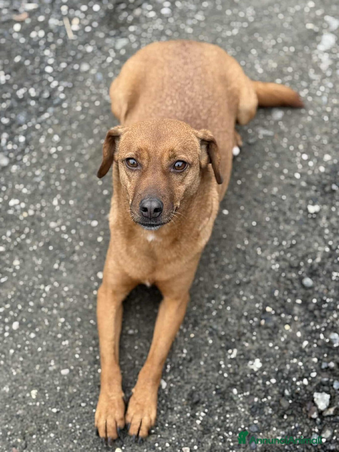 Meticcio cani in regalo: REDDY, nanetta piena di GIOIA! Taglia PICCOLA - Annuncio 6