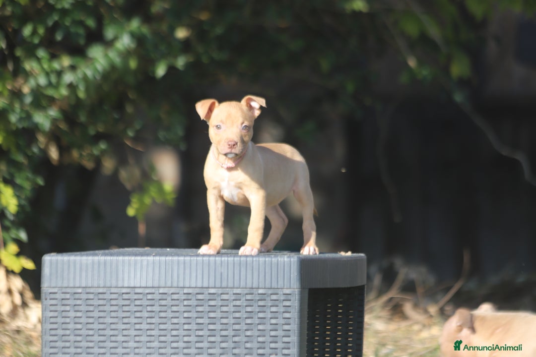 Pitbull cani in vendita: Cuccioli Pit Bull con Pedigree anche a rate - Annuncio 6