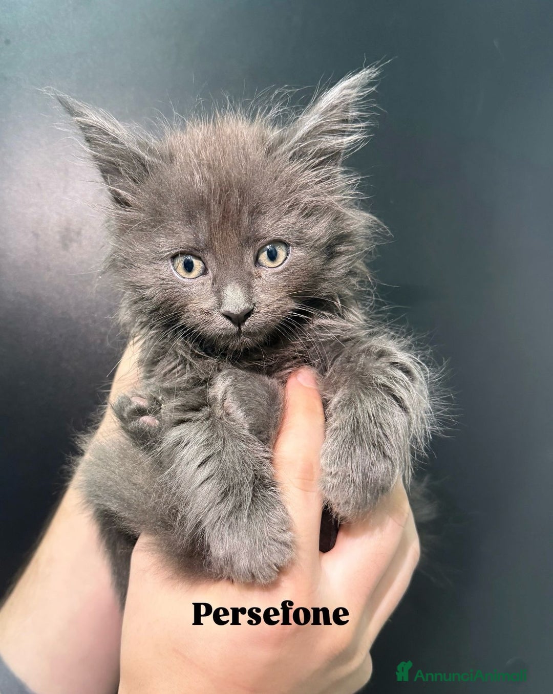 Maine Coon gatti in vendita: Cuccioli di Maine Coon  - Annuncio 4