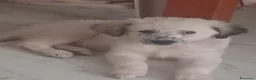Meticcio cani in regalo: Cuccioli tenerissimi cercano casa - Annuncio 3