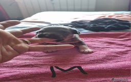 Pitbull cani in vendita: Cuccioli di pitbull a Città Metropolitana di Genova - Immagine 7
