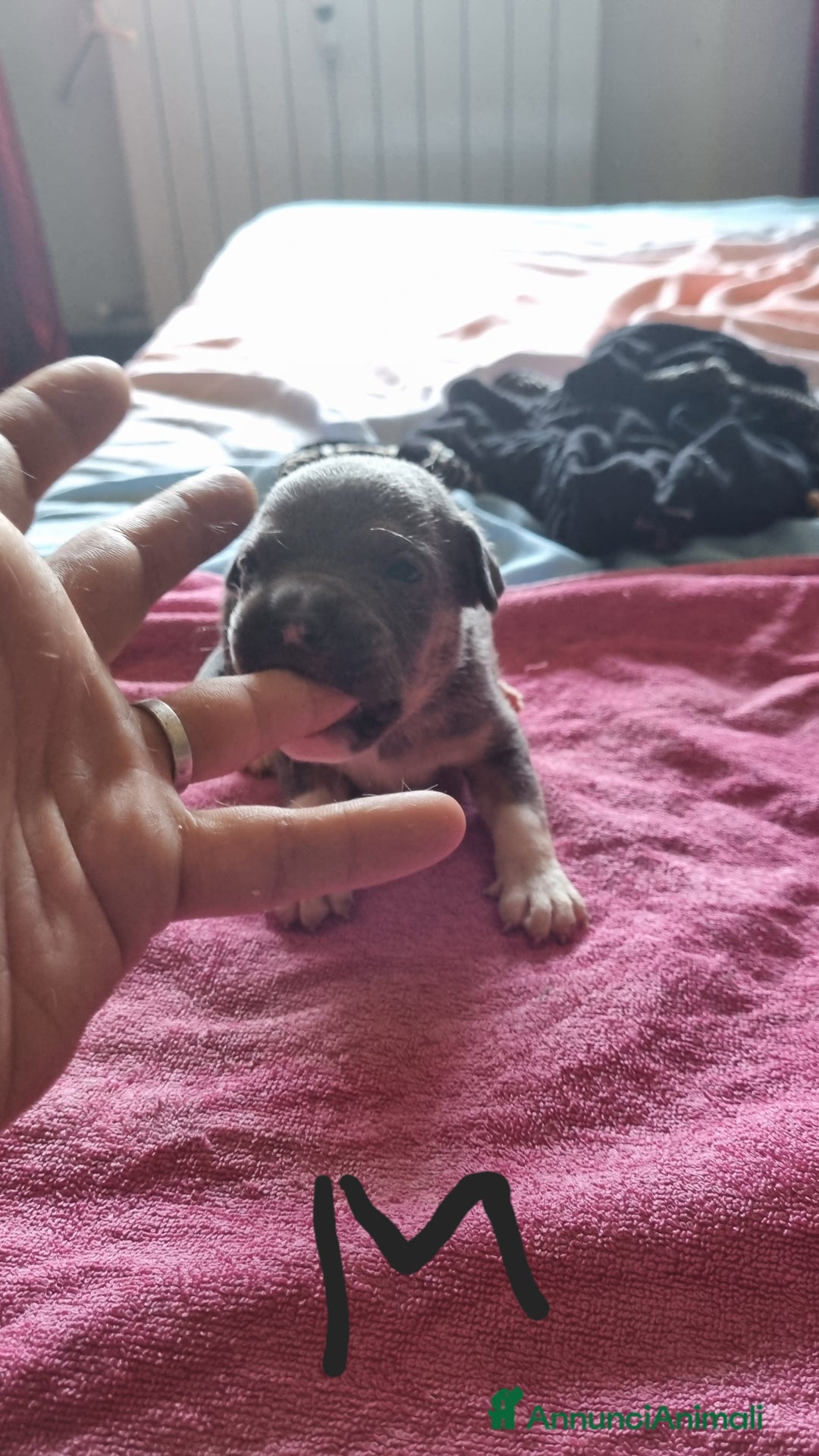 Pitbull cani in vendita: Cuccioli di pitbull a Città Metropolitana di Genova - Immagine 7