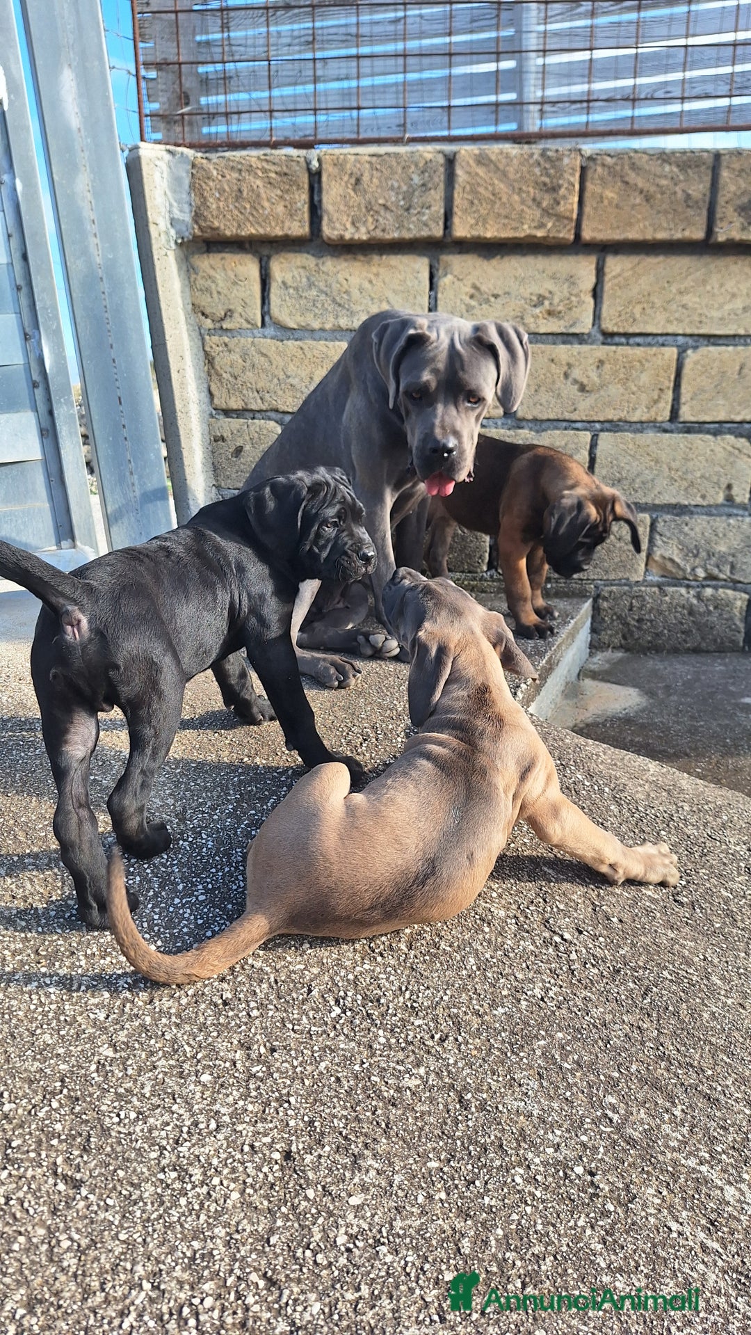 Cane Corso cani in vendita: Cucciole Cane Corso Pedigree - Annuncio 23
