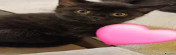 Scottish gatti in vendita: Cuccioli scottish straight - Annuncio 4