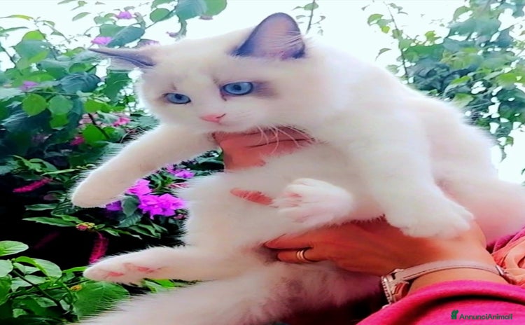Ragdoll gatti ULTIMA CUCCIOLA RAGDOLL CON PEDIGREE! ❤️ - Annuncio 7