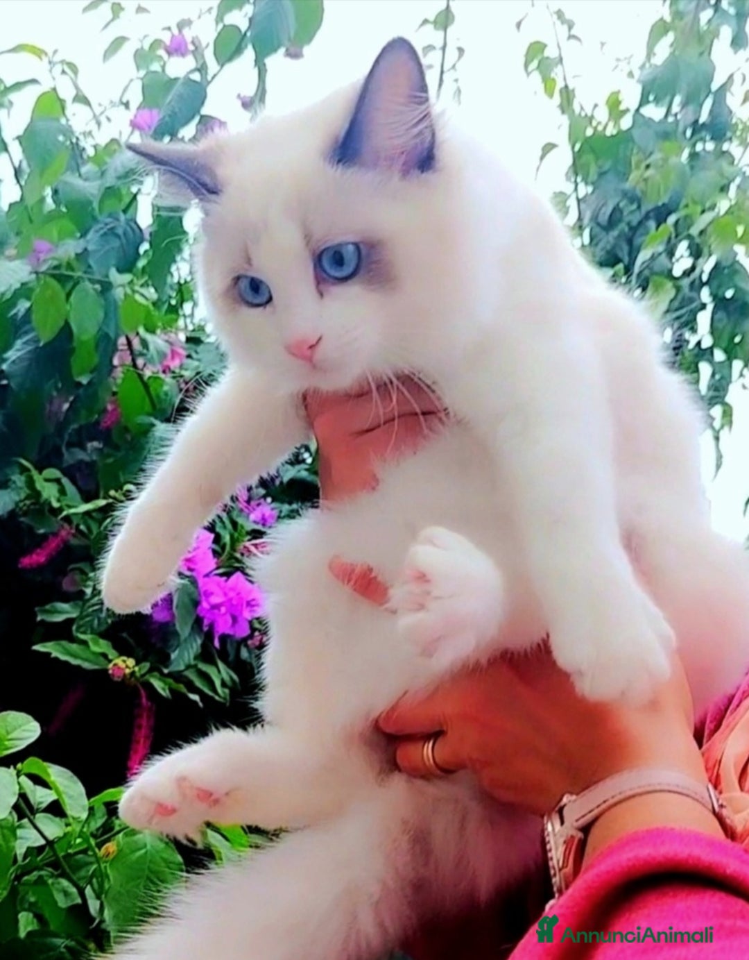 Ragdoll gatti in vendita: ULTIMA CUCCIOLA RAGDOLL CON PEDIGREE! ❤️ - Annuncio 1