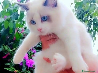 Ragdoll gatti ULTIMA CUCCIOLA RAGDOLL CON PEDIGREE! ❤️ - Annuncio 9