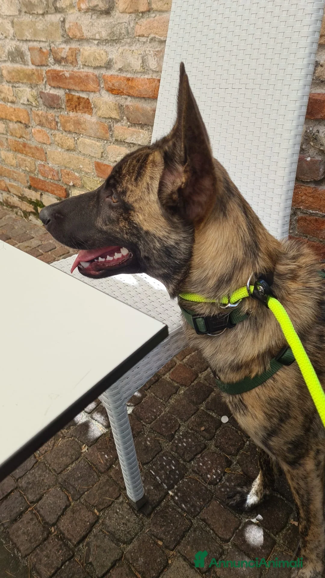 Pastore Olandese cani in regalo: REGALO PASTORE OLANDESE FEMMINA 5 ANNI TREVISO a Provincia di Treviso - Annuncio 1