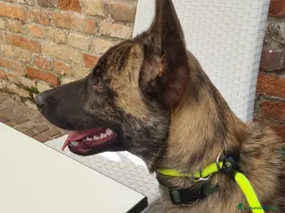 Pastore Olandese cani REGALO PASTORE OLANDESE FEMMINA 5 ANNI TREVISO a Provincia di Treviso - Annuncio 1