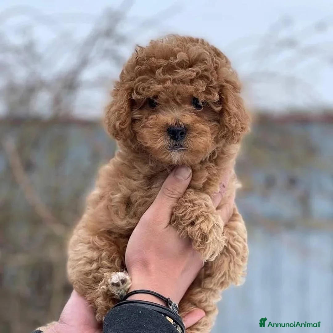 Barboncino cani in vendita: Barboncini Toy a Città metropolitana di Milano - Annuncio 1