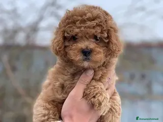 Barboncino cani Barboncini Toy - Annuncio 1