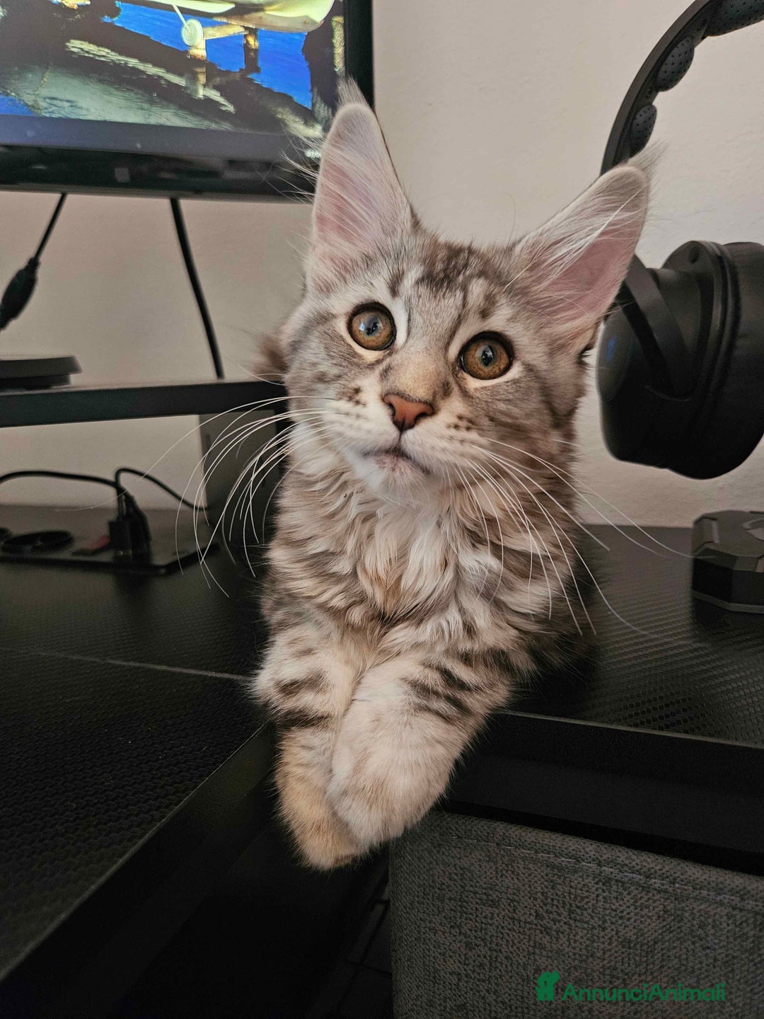 Maine Coon gatti in vendita: Cucciola maine coon - Annuncio 5