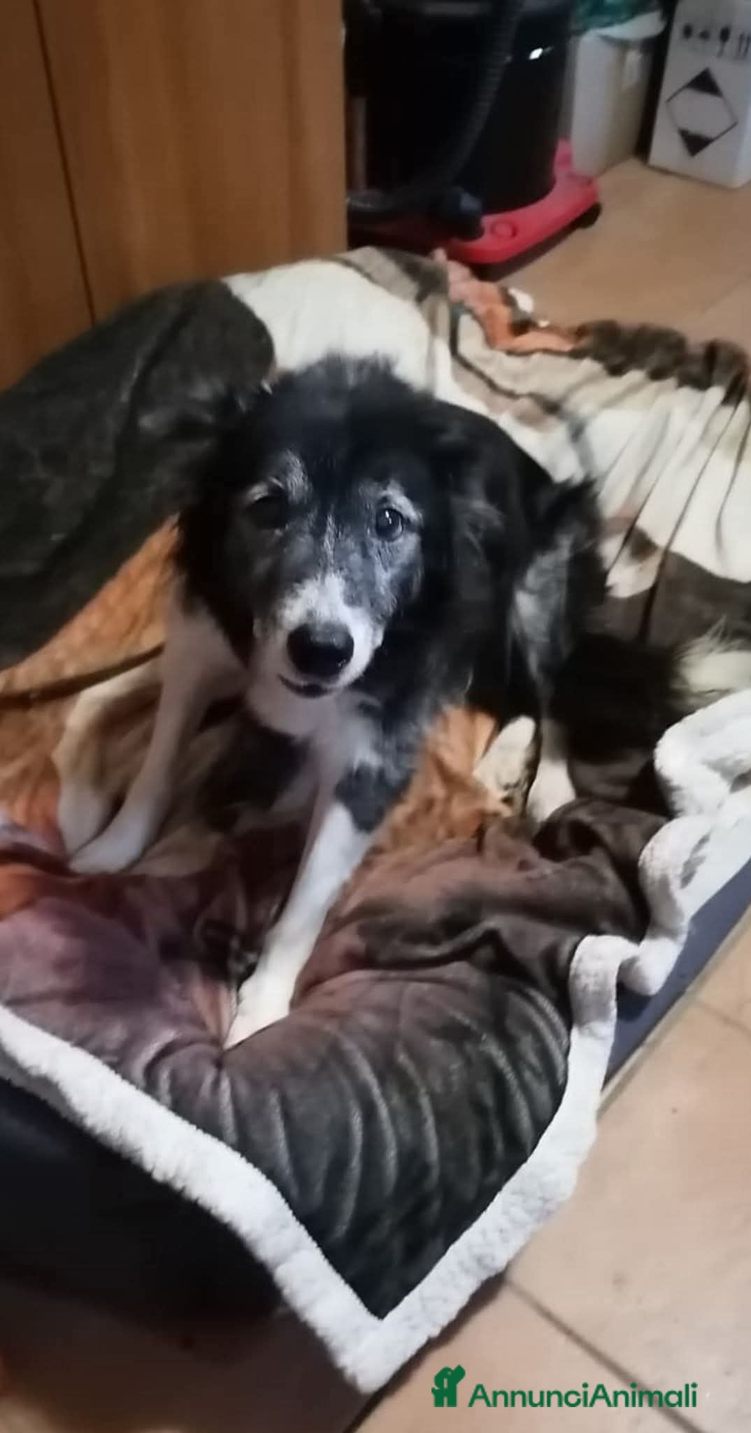 Meticcio cani Vera ADOZ.del cuore! Ipovedente, padrone paralizz! - Annuncio 30