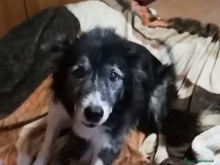 Meticcio cani Vera ADOZ.del cuore! Ipovedente, padrone paralizz! - Annuncio 30