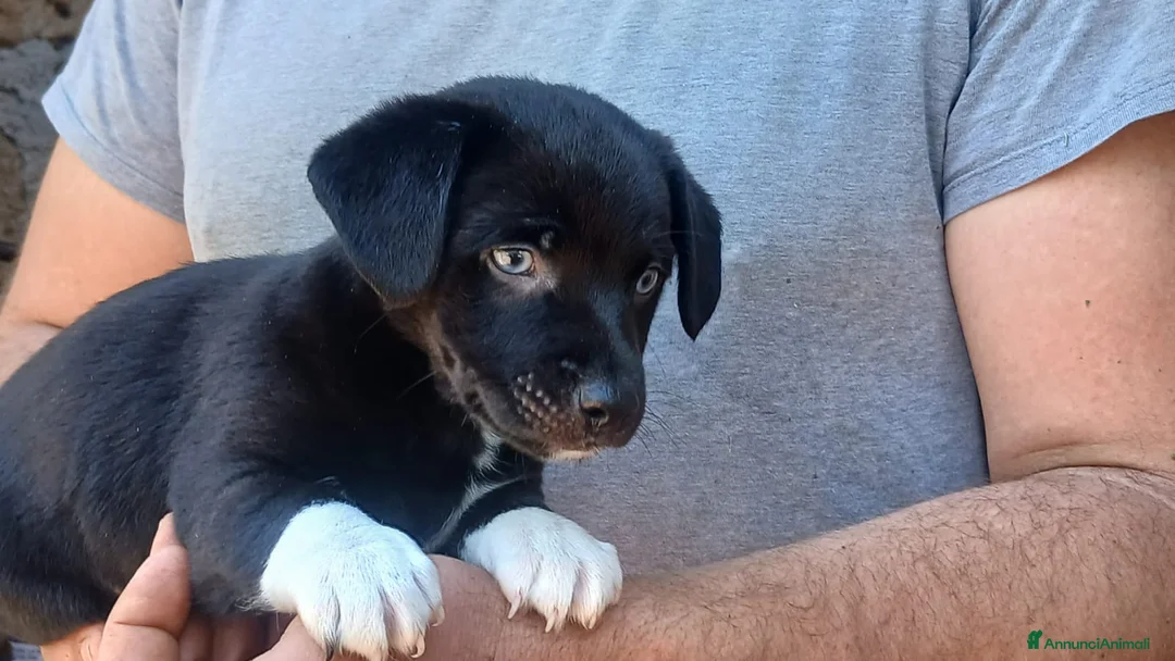 Meticcio cani in regalo: IL PICCOLO ACHILLE NON VUOLE CRESCERE IN CANILE - Annuncio 4