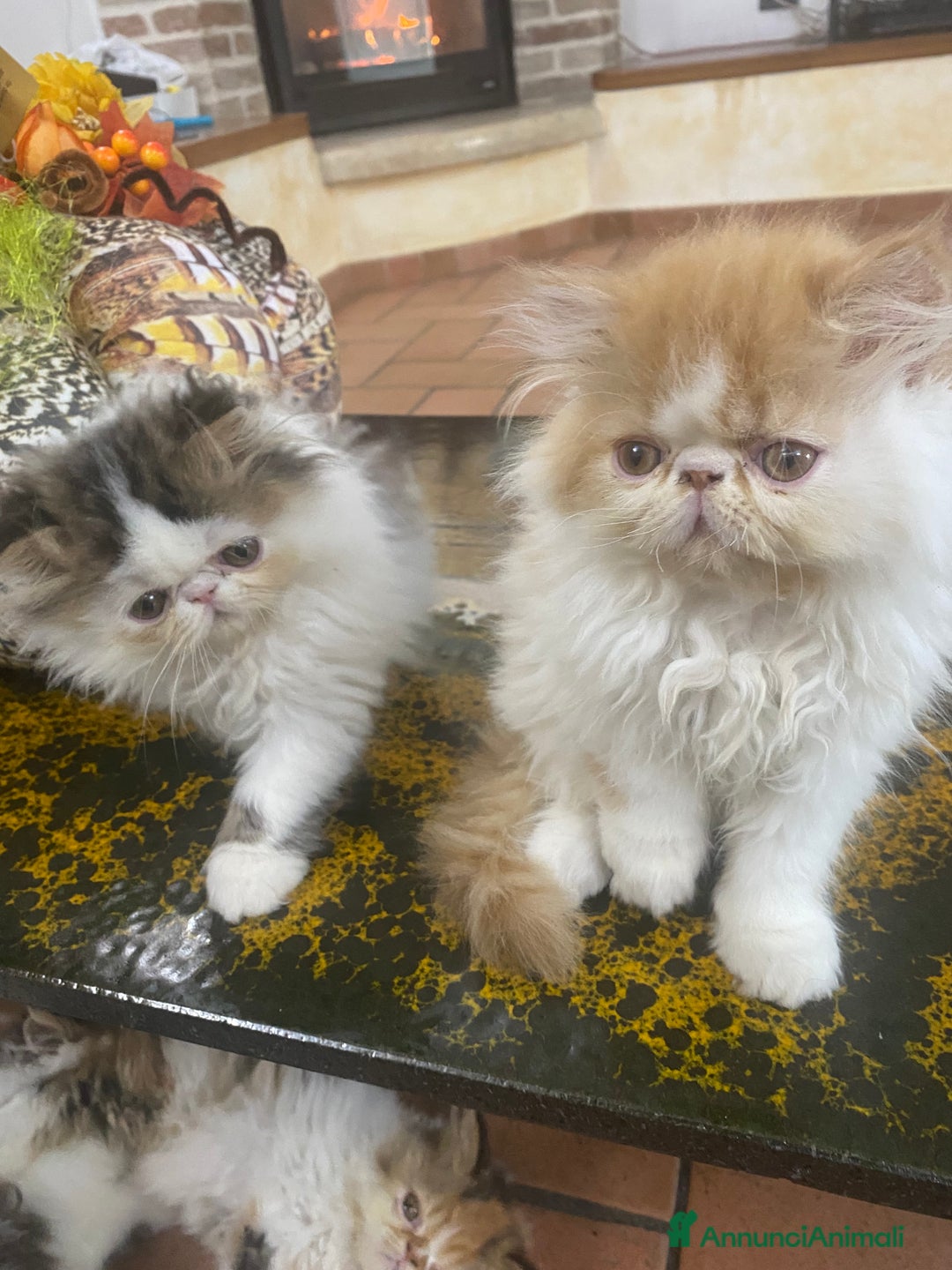 Persiano gatti in vendita: DUE MASCHIETTI PERSIANI IPERTIPICI - Annuncio 1