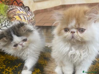 Persiano gatti DUE MASCHIETTI PERSIANI IPERTIPICI - Annuncio 6