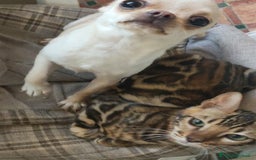 Bengala gatti in vendita: Gatto del Bengala maschietto  a Provincia di Teramo - Immagine 6