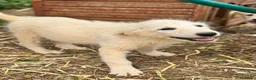 Meticcio cani in regalo: maverik - Annuncio 2