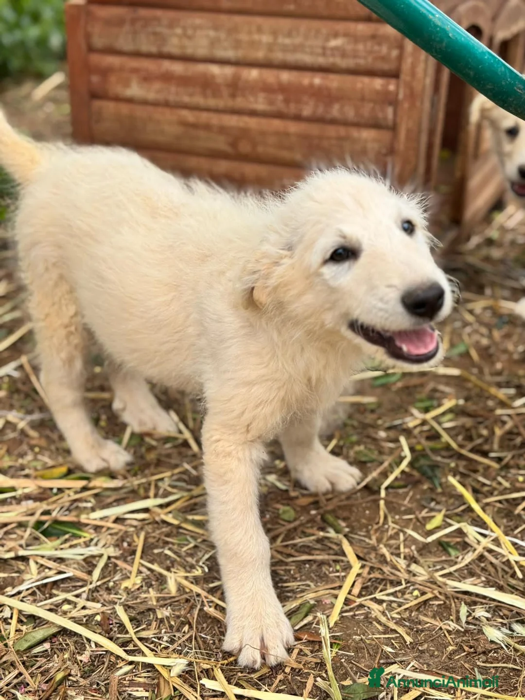 Meticcio cani in regalo: maverik - Annuncio 2
