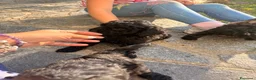 Barboncino cani in vendita: Barboncino nano - Annuncio 5
