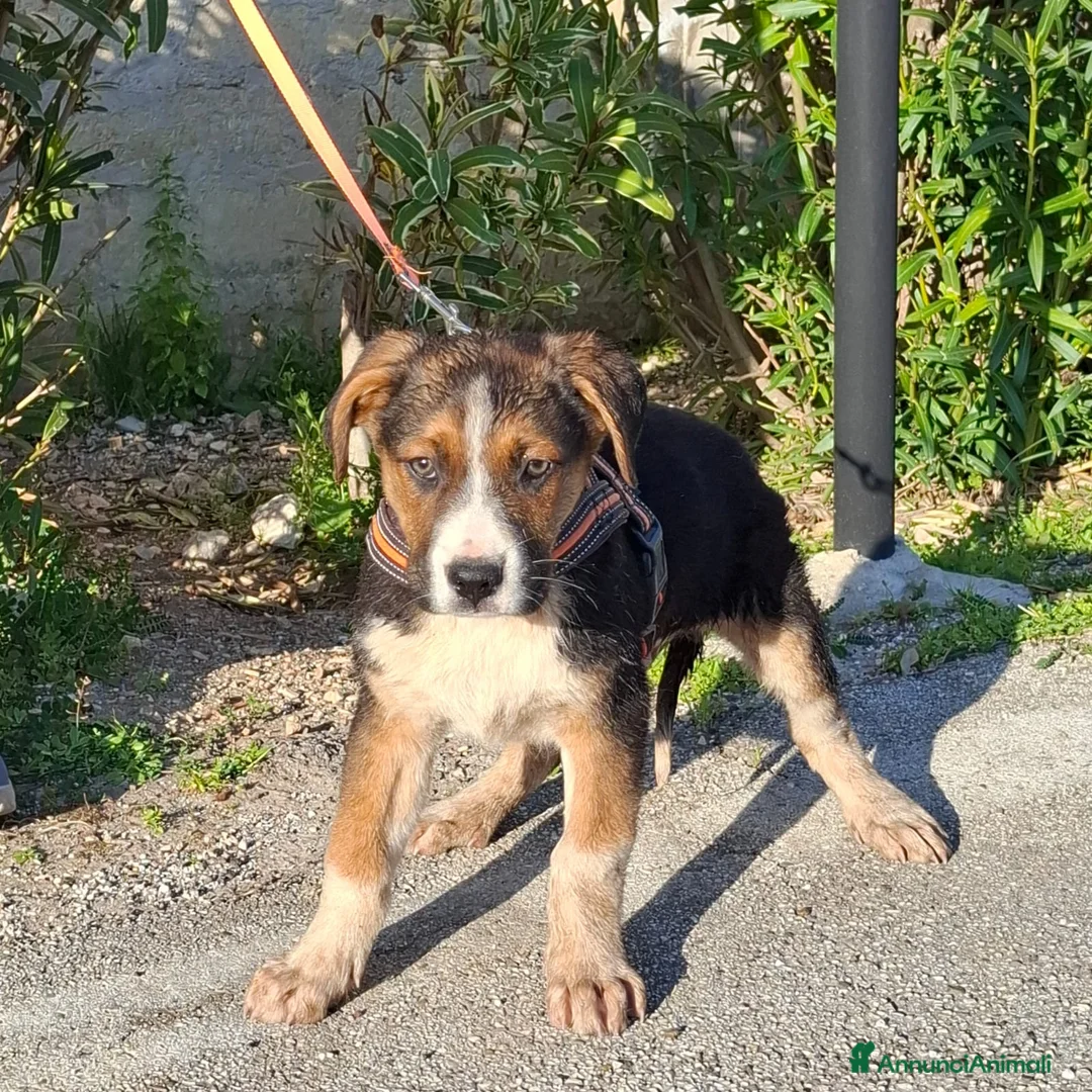 Meticcio cani in regalo: Rio Cerca Famiglia. Info Monica 3890238584 a Città Metropolitana di Torino - Annuncio 16