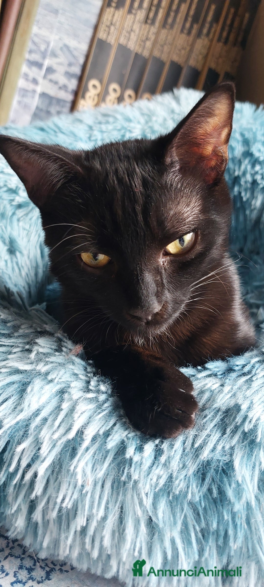 Europeo gatti in regalo: Peter, cucciolo panterino - Annuncio 4