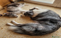 Border Collie cani in vendita: CUCCIOLO SEAL MERLE TRICOLOR BORDER COLLIE a Città metropolitana di Roma Capitale - Immagine 11