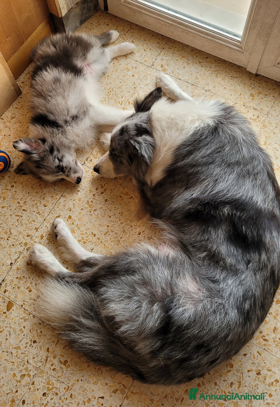 Border Collie cani in vendita: CUCCIOLO SEAL MERLE TRICOLOR BORDER COLLIE a Città metropolitana di Roma Capitale - Immagine 11
