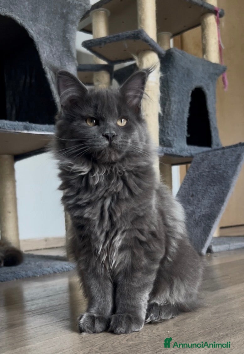 Maine Coon gatti Cucciola di Maine Coon blue, genitori testati - Annuncio 36