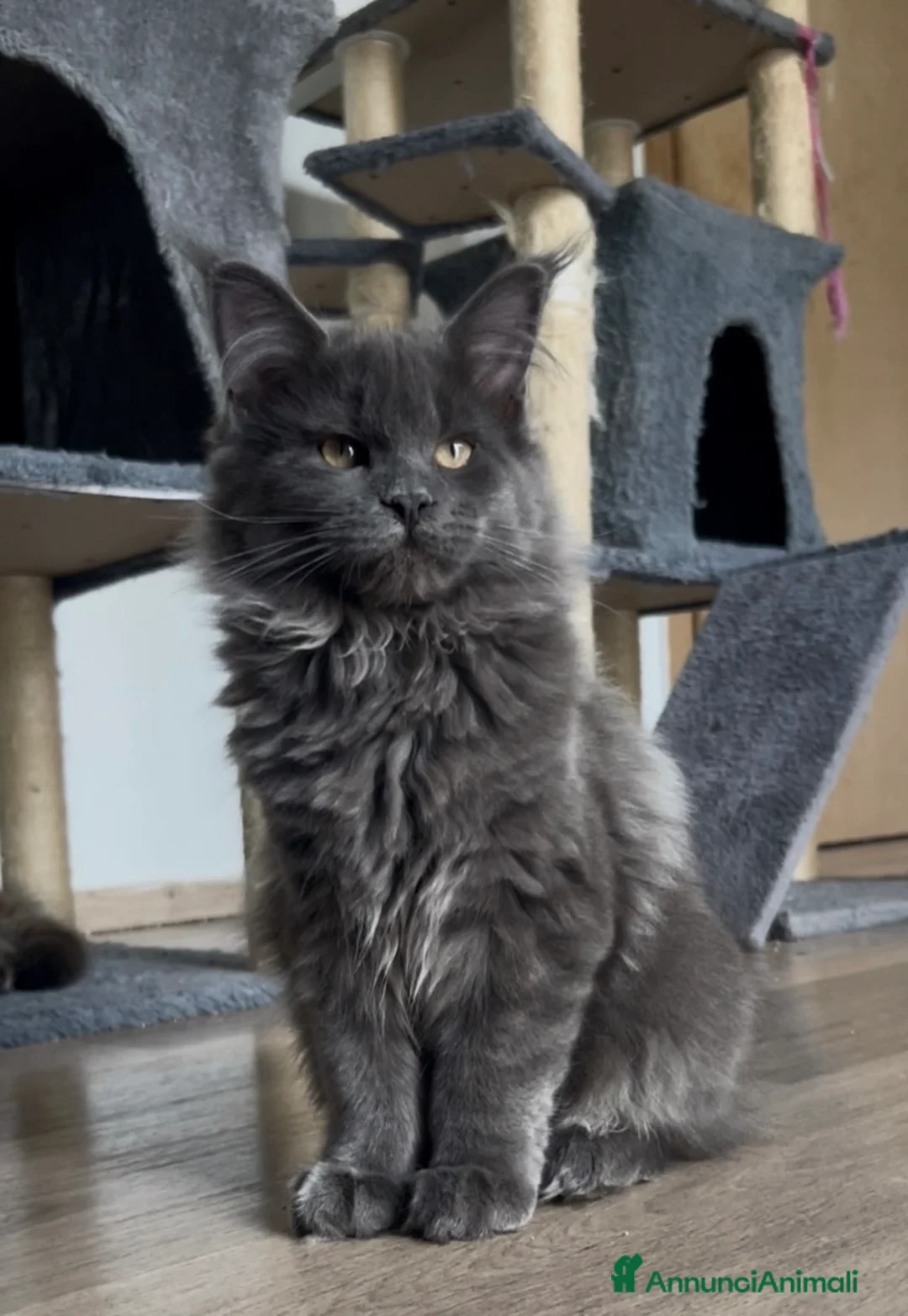 Maine Coon gatti in vendita: Cucciola di Maine Coon blue, genitori testati - Annuncio 1