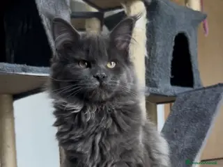 Maine Coon gatti Cucciola di Maine Coon blue, genitori testati - Annuncio 36