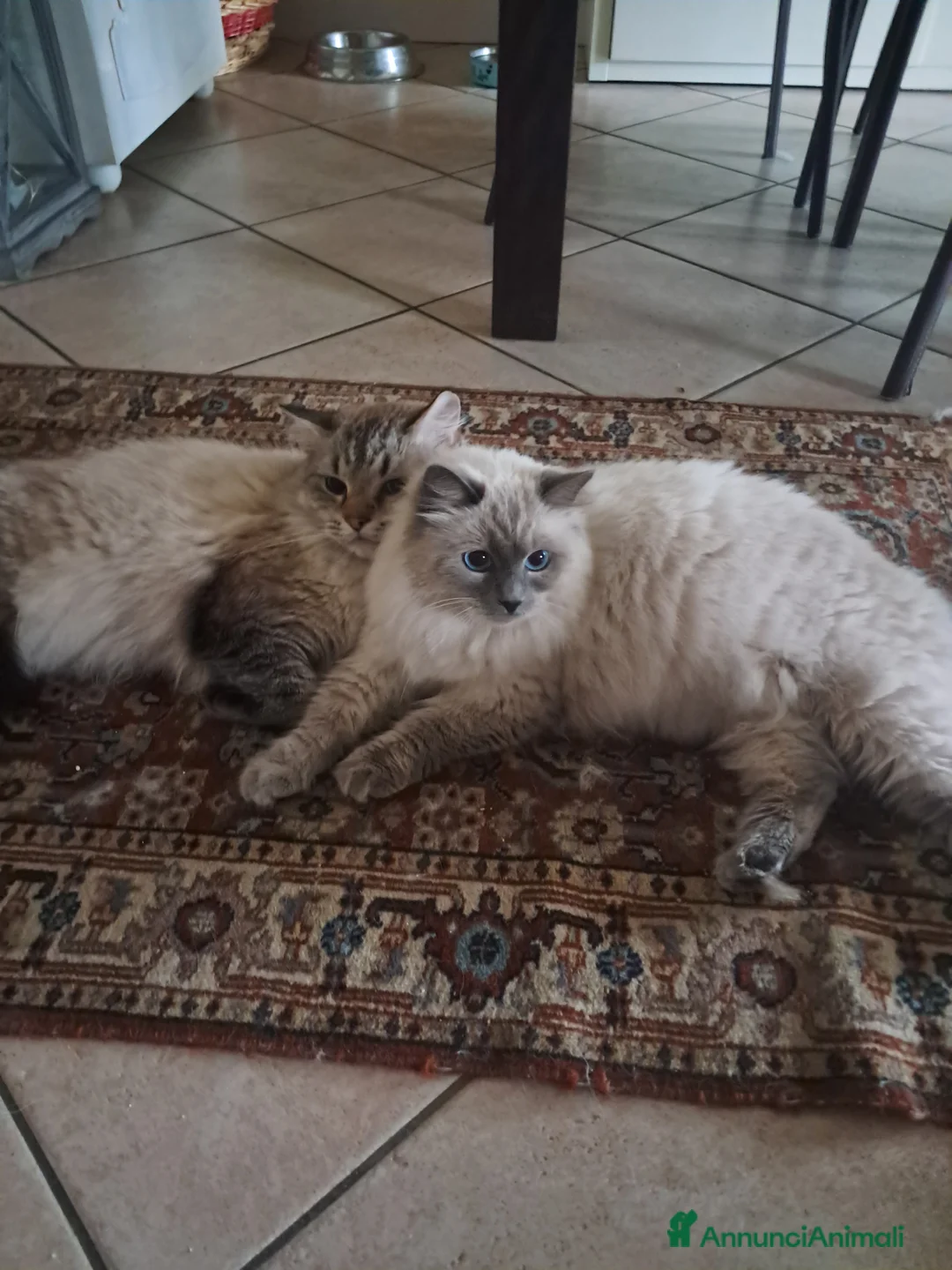 Siberiano gatti in vendita: Cuccioli simil siberiani neva - Annuncio 2