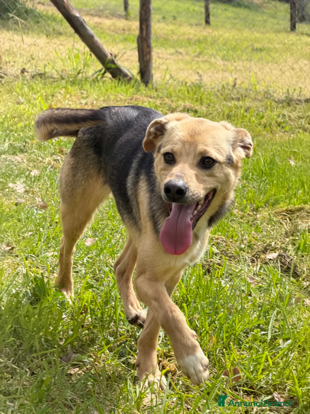 Meticcio cani in regalo: Spenky - Annuncio 3