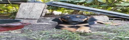 Segugio cani in regalo: Poldo, 3 mesi, taglia media - Annuncio 5