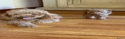 Barboncino Toy cani in vendita: Pedro futuro toy molto piccolo - Annuncio 5