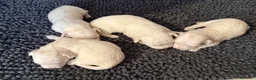 Maltese cani in vendita: Cuccioli di Maltese  - Annuncio 6