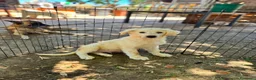 Meticcio cani in regalo: MASHA, ORSO, LIMONE, FRAGOLA, FIFI E LEONARDO - Annuncio 4