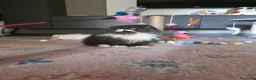 Persiano gatti in vendita: Cuccioli persiani  - Annuncio 4