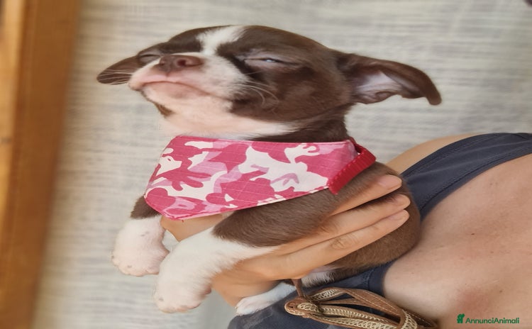Chihuahua cani a Provincia di Biella - Annuncio 13
