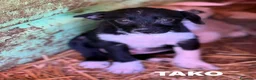 Meticcio cani in regalo: Quattro cuoricini cercano casa! TG PICCOLA. - Annuncio 4