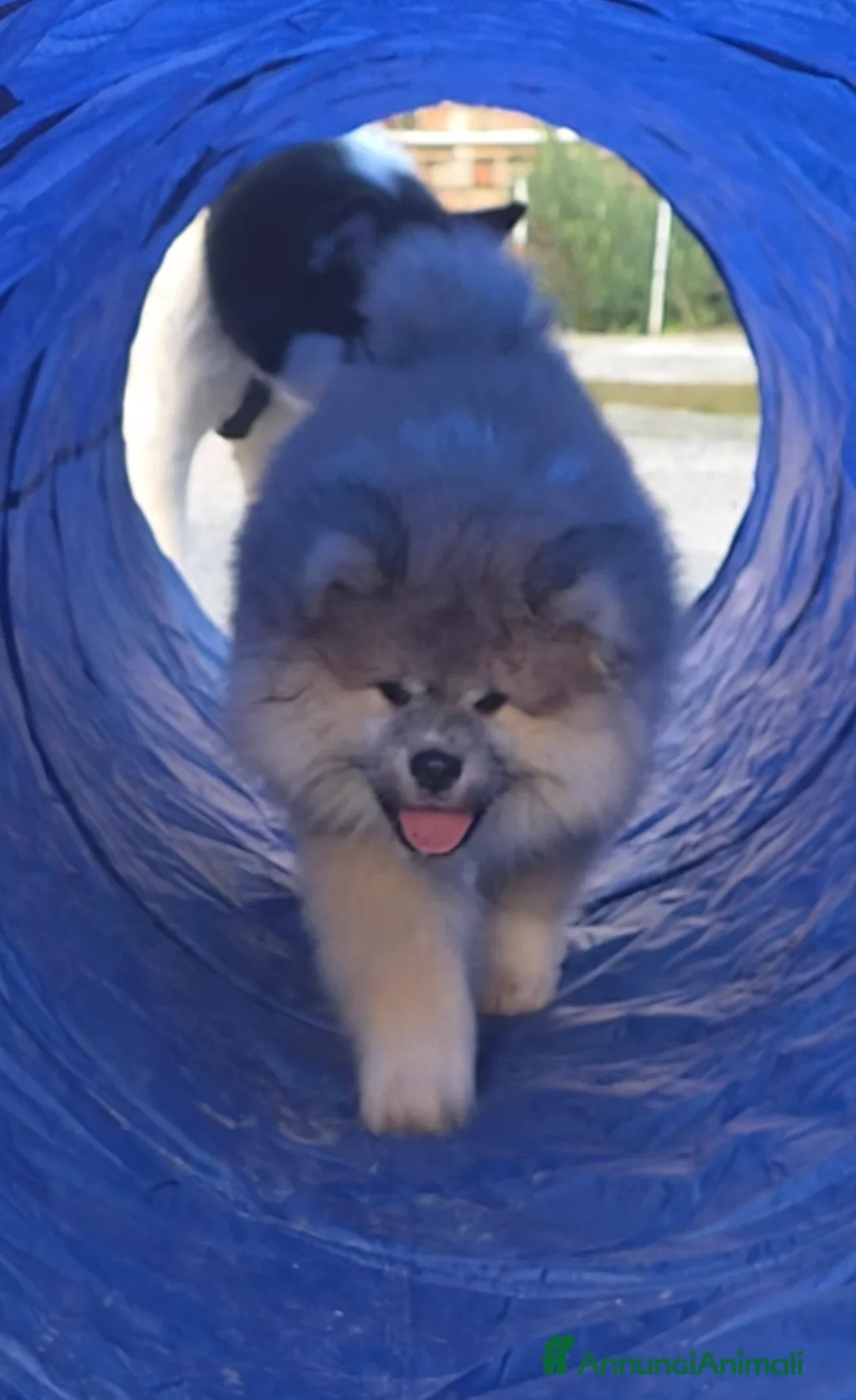 Akita Inu cani in vendita: Cuccioli Akita Inu pelo lungo  - Annuncio 2