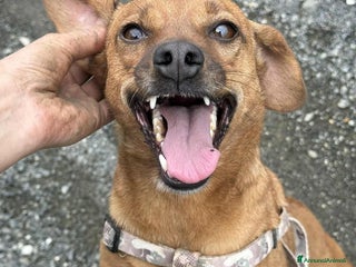 Meticcio cani REDDY, nanetta piena di GIOIA! Taglia PICCOLA - Annuncio 25