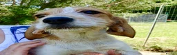 Meticcio cani in regalo: Sole  - Annuncio 4