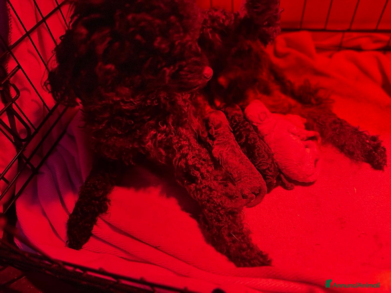 Barboncino Toy cani Cuccioli di Barboncino Toy con pedigree ENCI - Annuncio 2