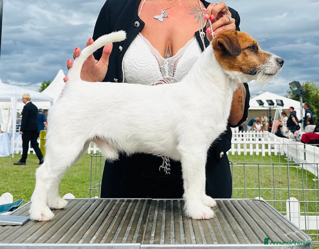 Immagine della galleria {{count}}