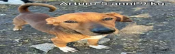 Meticcio cani in regalo: Cani di taglia piccola e contenuta  a Provincia di Pistoia - Annuncio 4